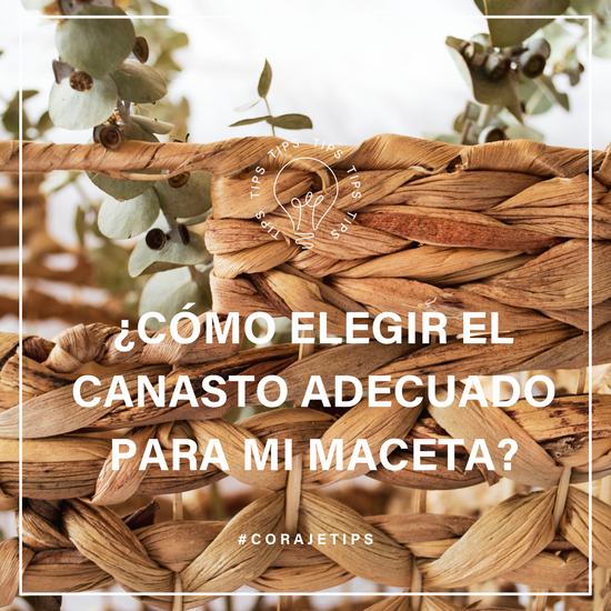 El canasto adecuado para mi maceta