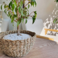 Cesta tejida Vietnam